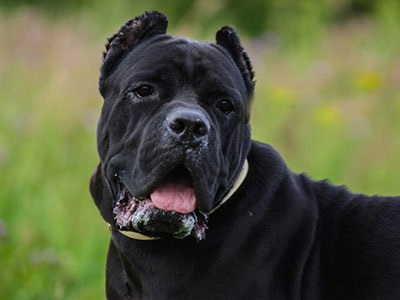 Cane Corso jó kezekben, hogy el, a támogatás Cane Corso