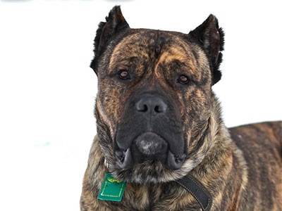 Cane Corso jó kezekben, hogy el, a támogatás Cane Corso (Corso) Cane Corso jó kezekben, hogy el, a támogatás Cane Corso