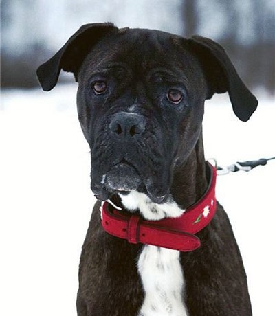 Cane Corso jó kezekben, hogy el, a támogatás Cane Corso