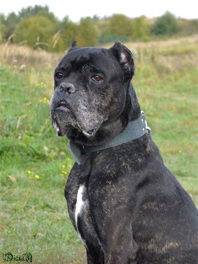 Cane Corso jó kezekben, hogy el, a támogatás Cane Corso