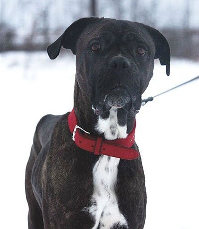 Cane Corso jó kezekben, hogy el, a támogatás Cane Corso