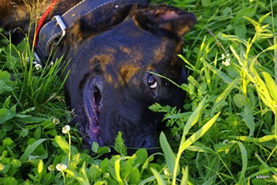 Cane Corso jó kezekben, hogy el, a támogatás Cane Corso