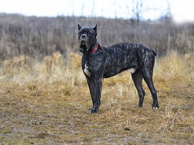 Cane Corso jó kezekben, hogy el, a támogatás Cane Corso