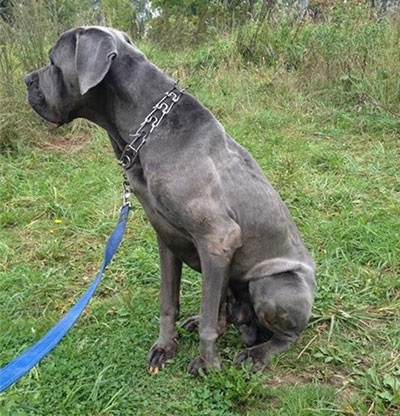 Cane Corso jó kezekben, hogy el, a támogatás Cane Corso