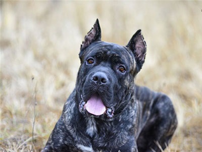 Cane Corso jó kezekben, hogy el, a támogatás Cane Corso