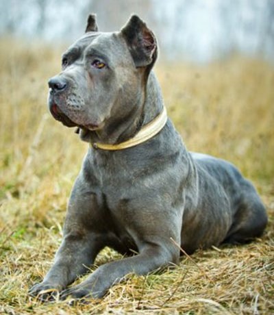 Cane Corso jó kezekben, hogy el, a támogatás Cane Corso