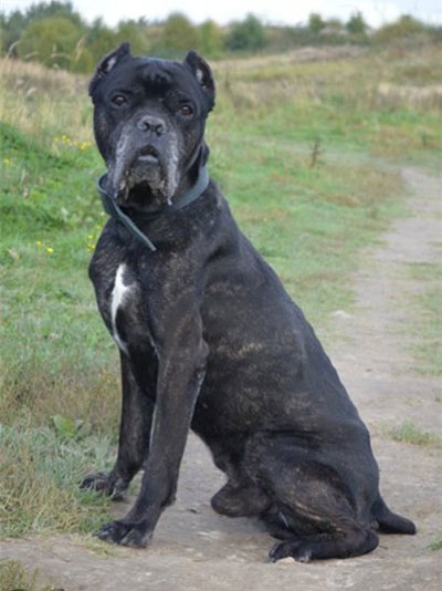 Cane Corso jó kezekben, hogy el, a támogatás Cane Corso