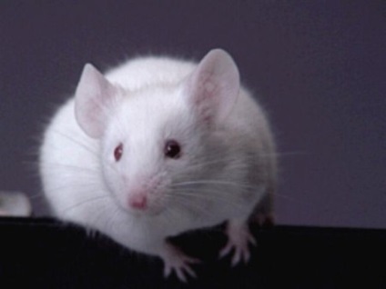 De ce visează șoarecii mici