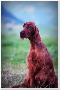 Kennel club - fidelitate - catelusii clubului