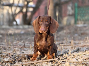 Kennel club - fidelitate - catelusii clubului