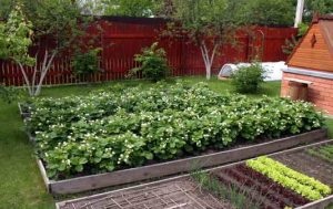 Când să plantezi căpșuni - în primăvară sau toamnă, instrucțiuni pas cu pas, sfaturi pentru grădinari