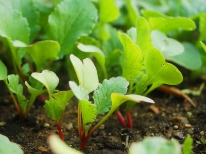 Când să plantezi o ridiche în primăvară în sol deschis