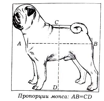 Comentariu cu privire la standardul Pug