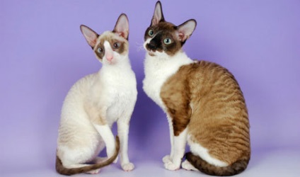 Cornish Rex a fajta - fajta macskák