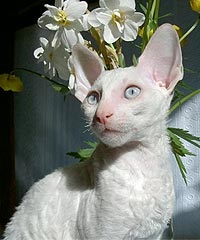 Cornish Rex a fajta - fajta macskák