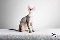 Caini de crestere de pisici regale de elita din rasa Cornish Rex