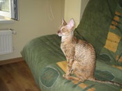 Caini de crestere de pisici regale de elita din rasa Cornish Rex