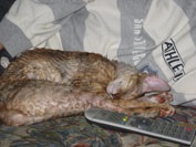 A Cornish Rex fajta elit királyi macskáinak tenyésztése