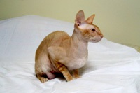 Caini de crestere de pisici regale de elita din rasa Cornish Rex