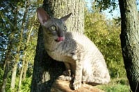 Caini de crestere de pisici regale de elita din rasa Cornish Rex