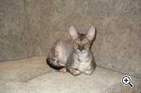 Caini de crestere de pisici regale de elita din rasa Cornish Rex