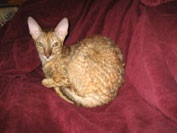 Caini de crestere de pisici regale de elita din rasa Cornish Rex