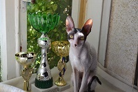 Caini de crestere de pisici regale de elita din rasa Cornish Rex