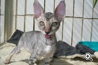 Caini de crestere de pisici regale de elita din rasa Cornish Rex