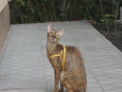 Caini de crestere de pisici regale de elita din rasa Cornish Rex