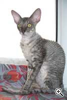 Caini de crestere de pisici regale de elita din rasa Cornish Rex