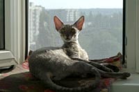 Caini de crestere de pisici regale de elita din rasa Cornish Rex