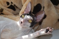 Caini de crestere de pisici regale de elita din rasa Cornish Rex