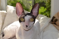 Caini de crestere de pisici regale de elita din rasa Cornish Rex