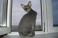 Caini de crestere de pisici regale de elita din rasa Cornish Rex