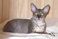 Caini de crestere de pisici regale de elita din rasa Cornish Rex