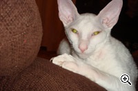 Caini de crestere de pisici regale de elita din rasa Cornish Rex