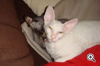 Caini de crestere de pisici regale de elita din rasa Cornish Rex