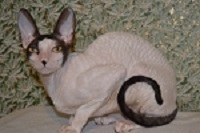 Caini de crestere de pisici regale de elita din rasa Cornish Rex