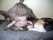 Caini de crestere de pisici regale de elita din rasa Cornish Rex