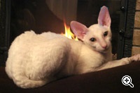 Caini de crestere de pisici regale de elita din rasa Cornish Rex