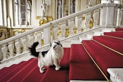 Pisicile au apărut în palatul de iarnă în 1745 în timpul domniei împărătesei Elizabeth de Petrine ...