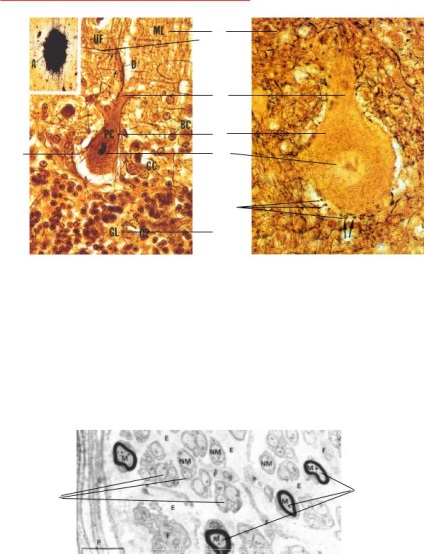 Atlas scurt pe histologie privată