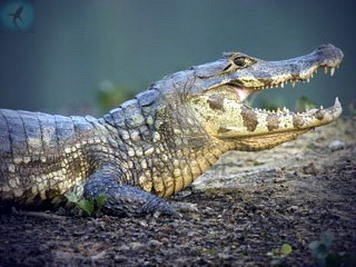 Crocodil sau caiman spectaculos - caiman crocodilus