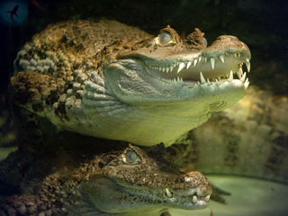 Crocodil sau caiman spectaculos - caiman crocodilus