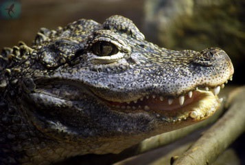 Crocodil sau caiman spectaculos - caiman crocodilus