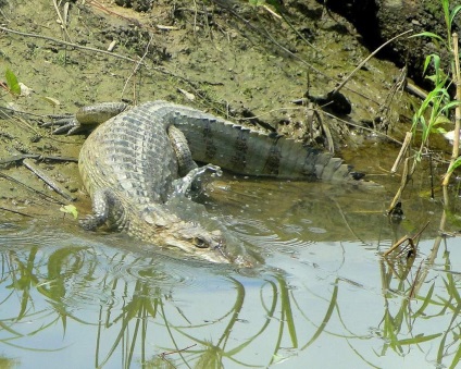 Croitorie caiman - un reptilian nativ din America