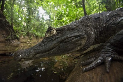 Croitorie caiman - un reptilian nativ din America