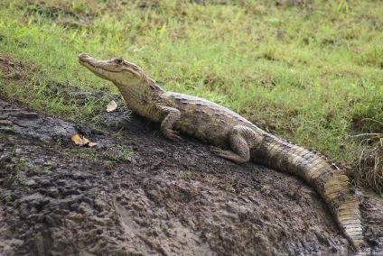 Croitorie caiman - un reptilian nativ din America