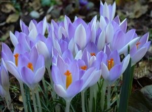 Crocus - plantare și îngrijire în teren deschis la domiciliu