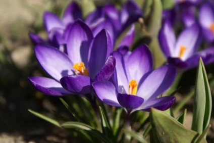 Crocus - plantare și îngrijire în teren deschis la domiciliu